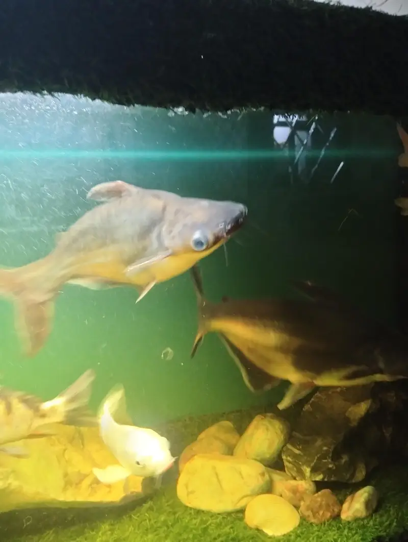 BLUE LINE SHARKS — photo 2