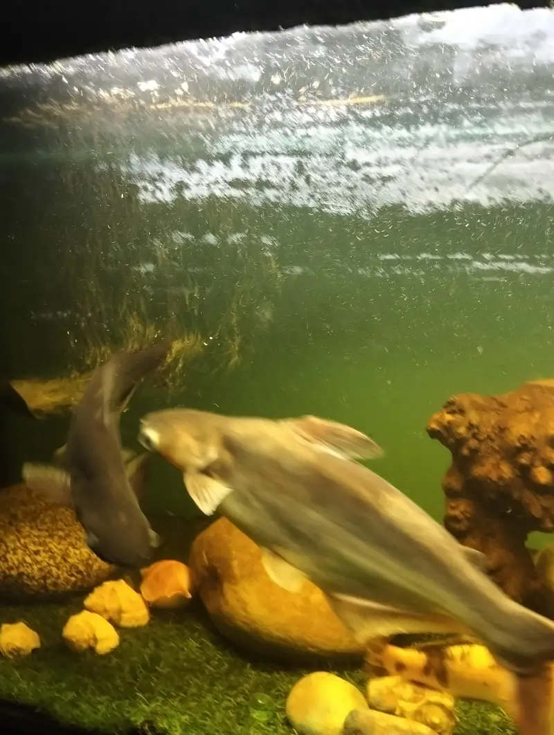 BLUE LINE SHARKS — photo 3
