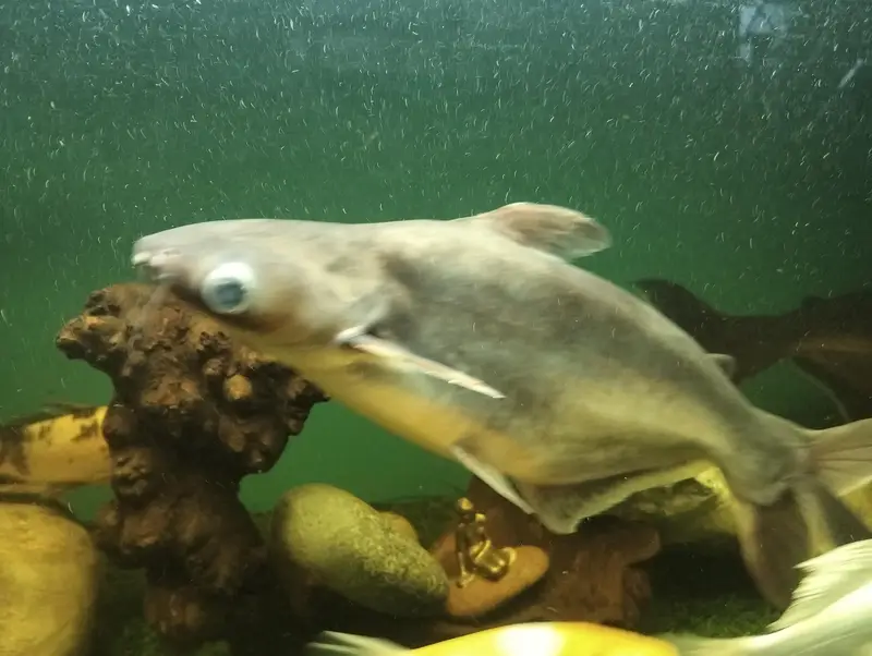 BLUE LINE SHARKS — photo 5