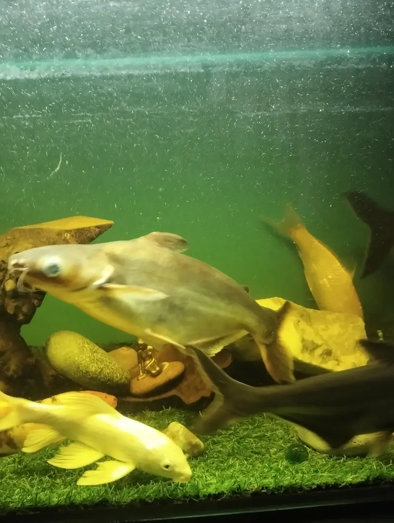 BLUE LINE SHARKS — photo 6