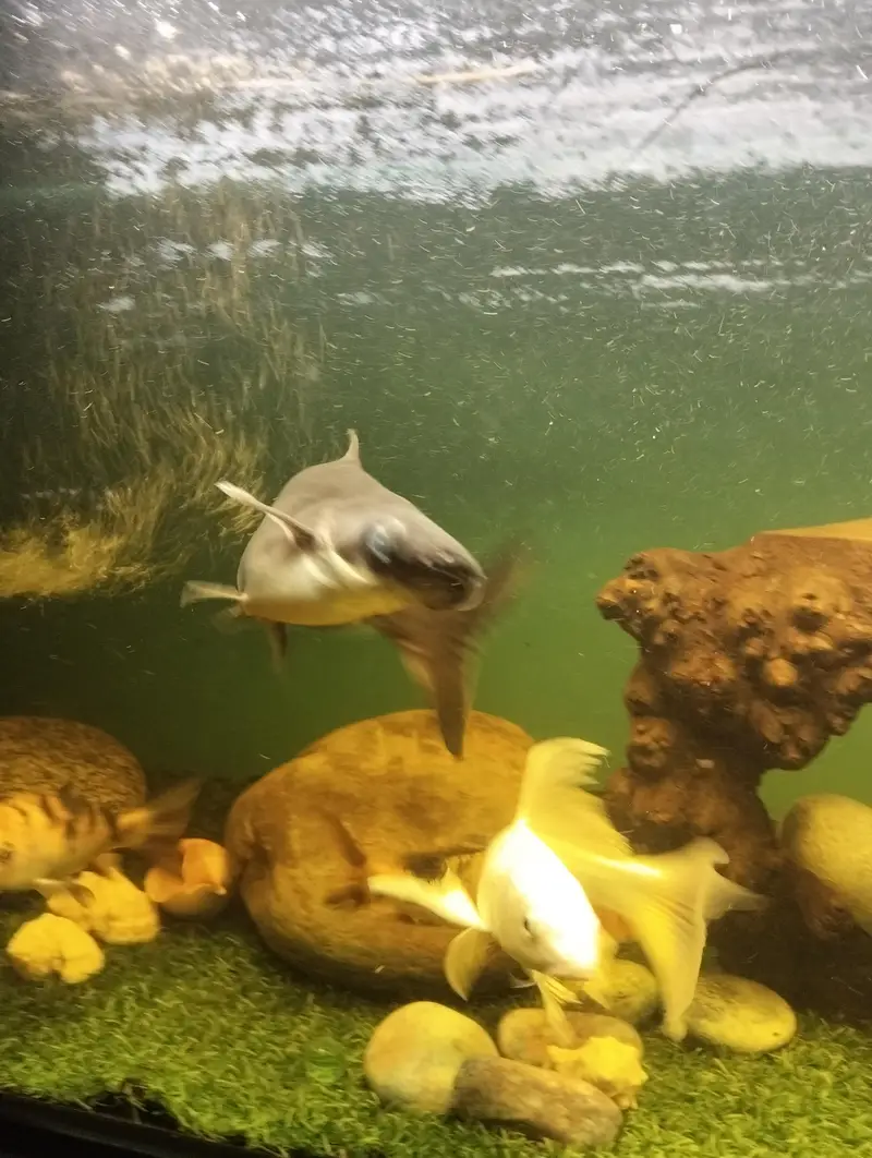 BLUE LINE SHARKS — photo 7