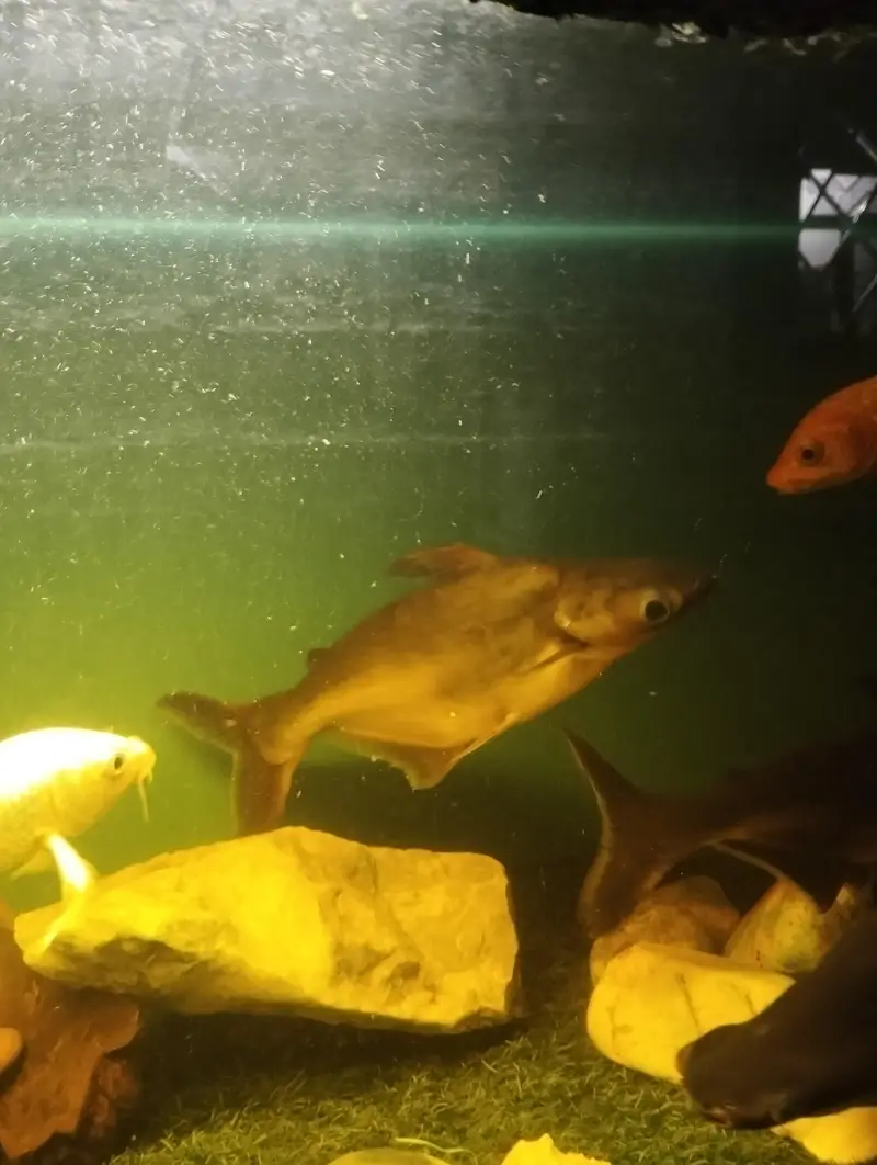 BLUE LINE SHARKS — photo 8