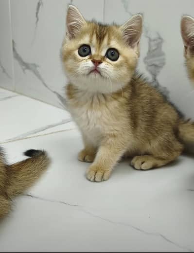 British Short Hair Kittens Available