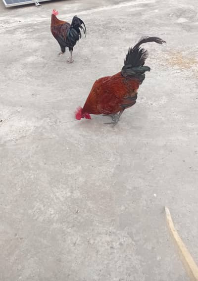 Roosters for Sale