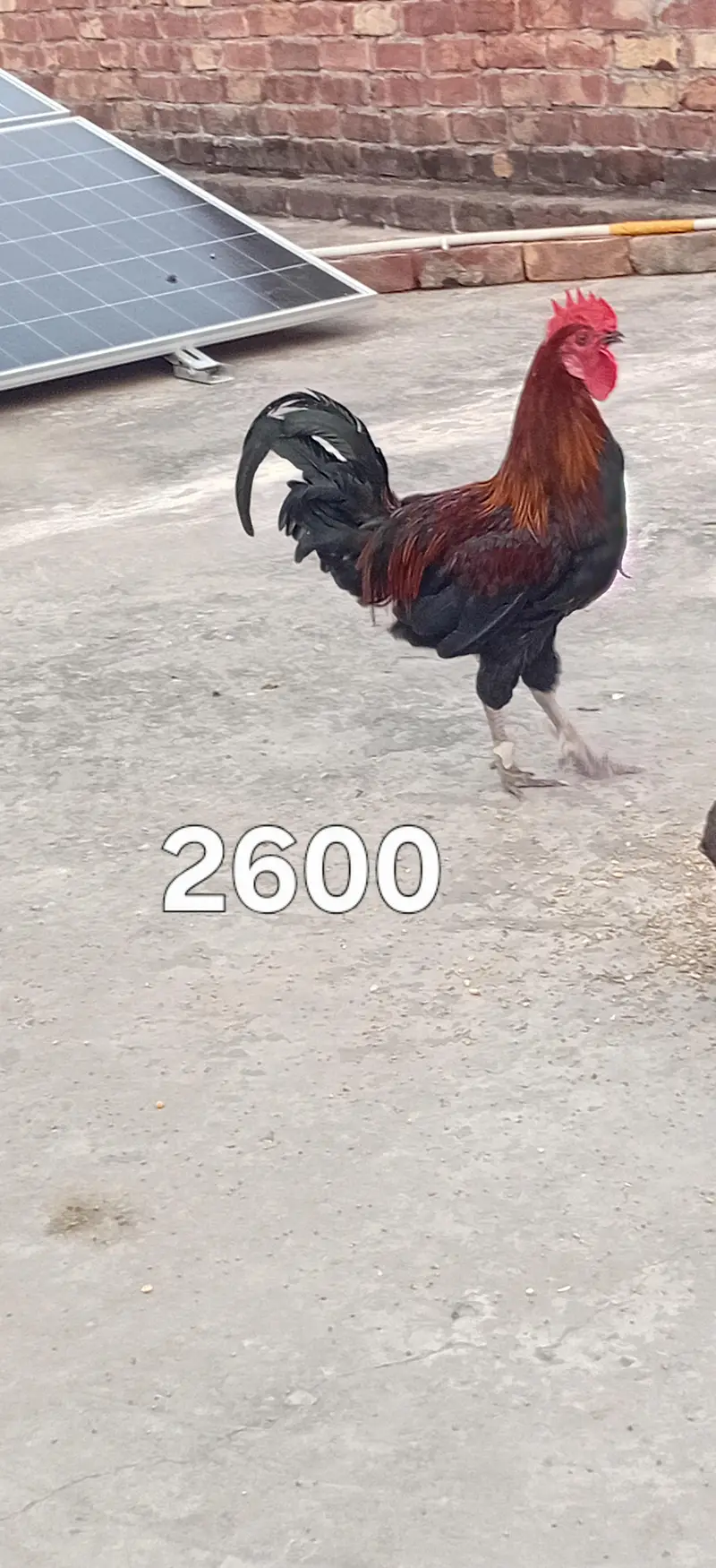 Roosters for Sale — photo 2