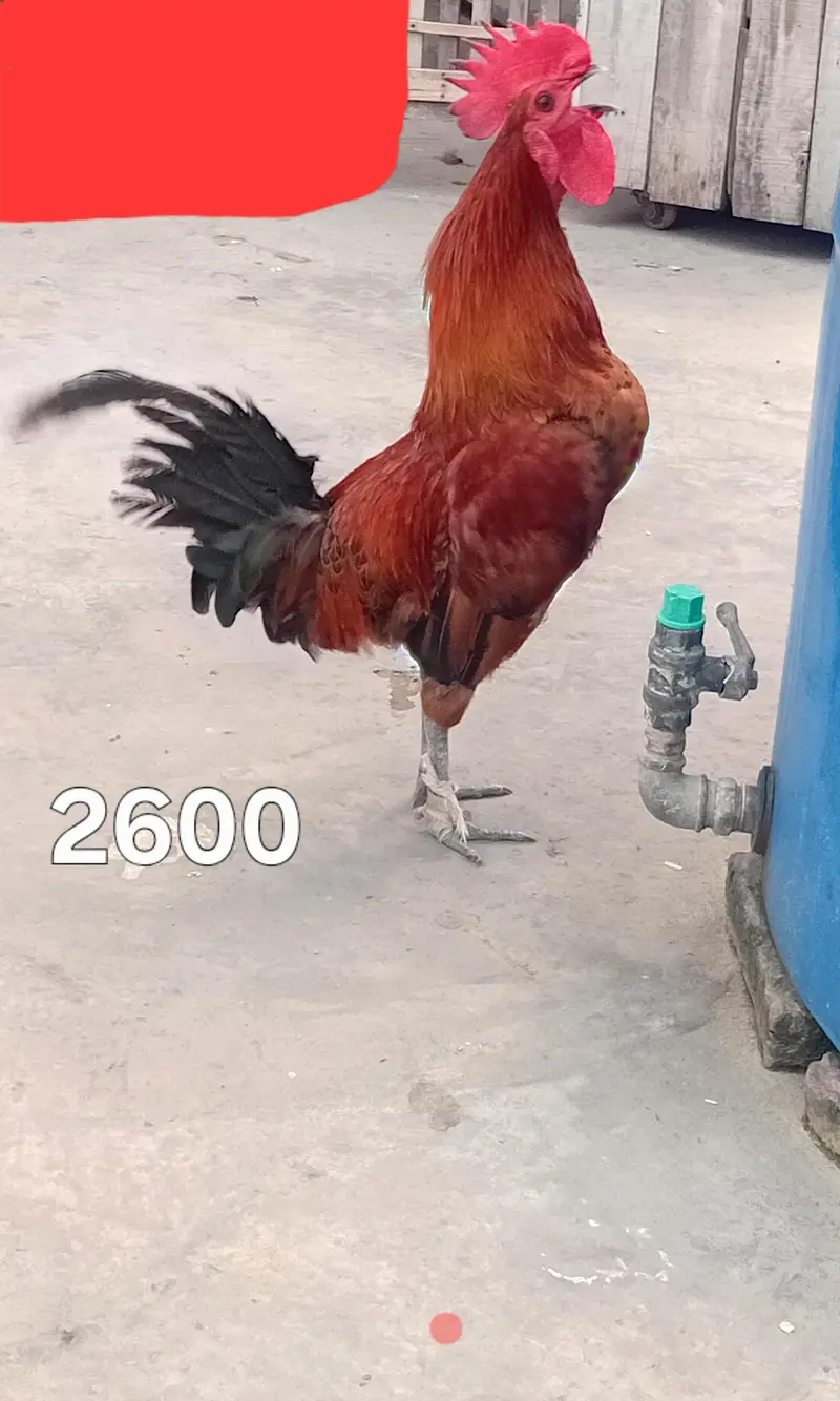 Roosters for Sale — photo 3