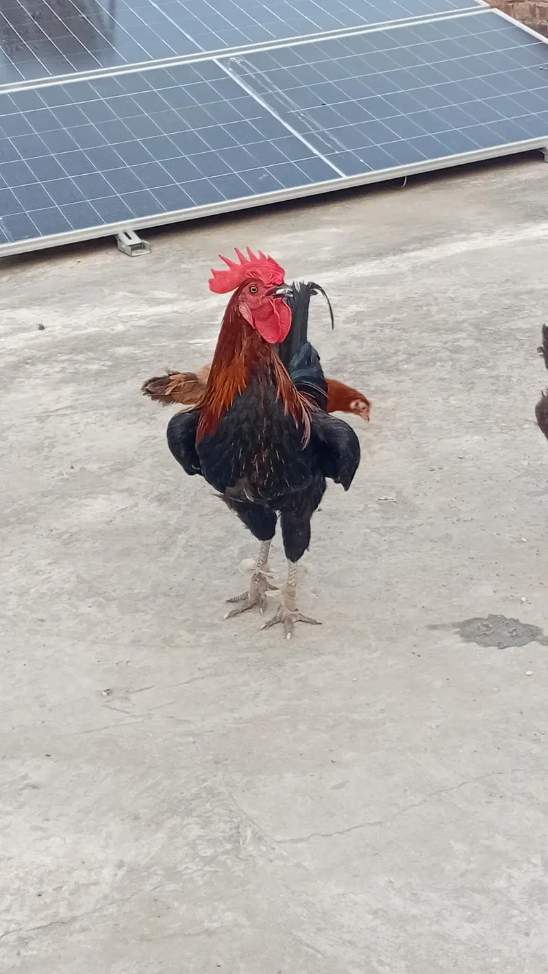 Roosters for Sale — photo 7