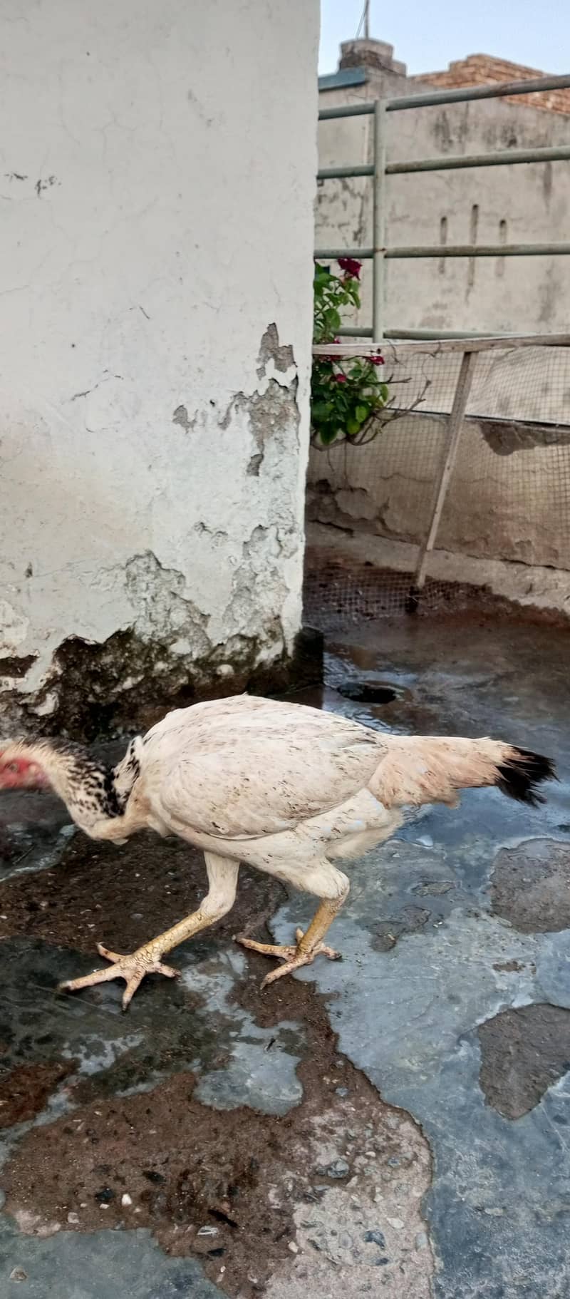 Assel pair 7