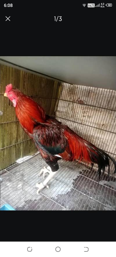 top quality aseel murga for sale