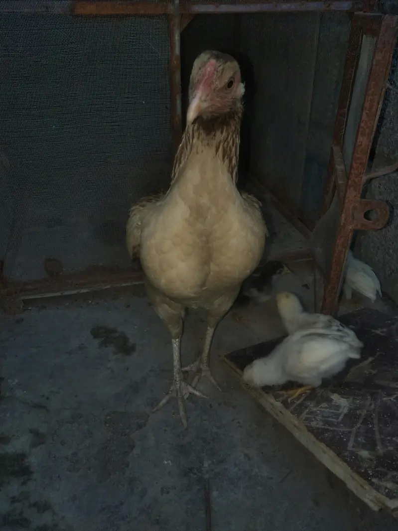 aseel murgi — photo 2