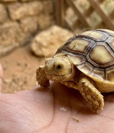 Baby Sulcata Tortoise For Sale - Healthy & Active