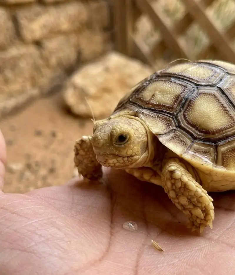 Baby Sulcata Tortoise For Sale - Healthy & Active
