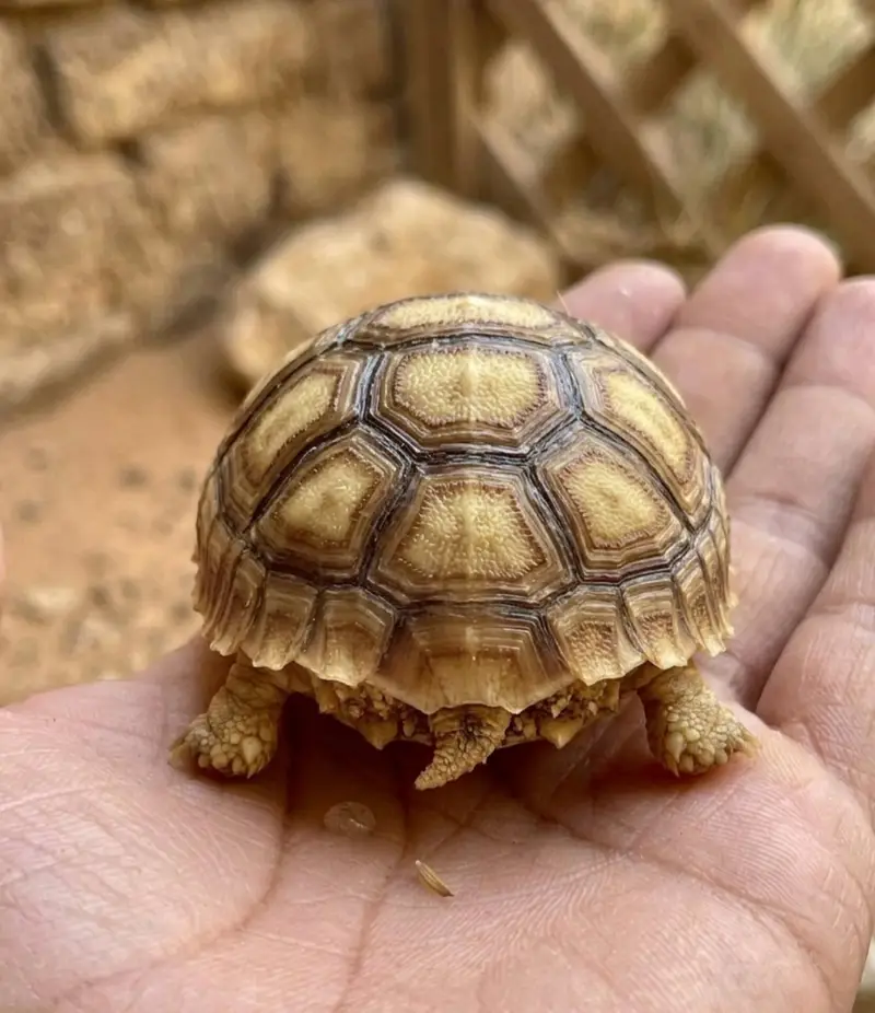 Baby Sulcata Tortoise For Sale - Healthy & Active — photo 4