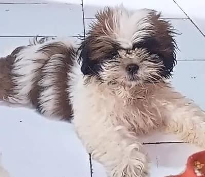 high breed puppy 45 thousand