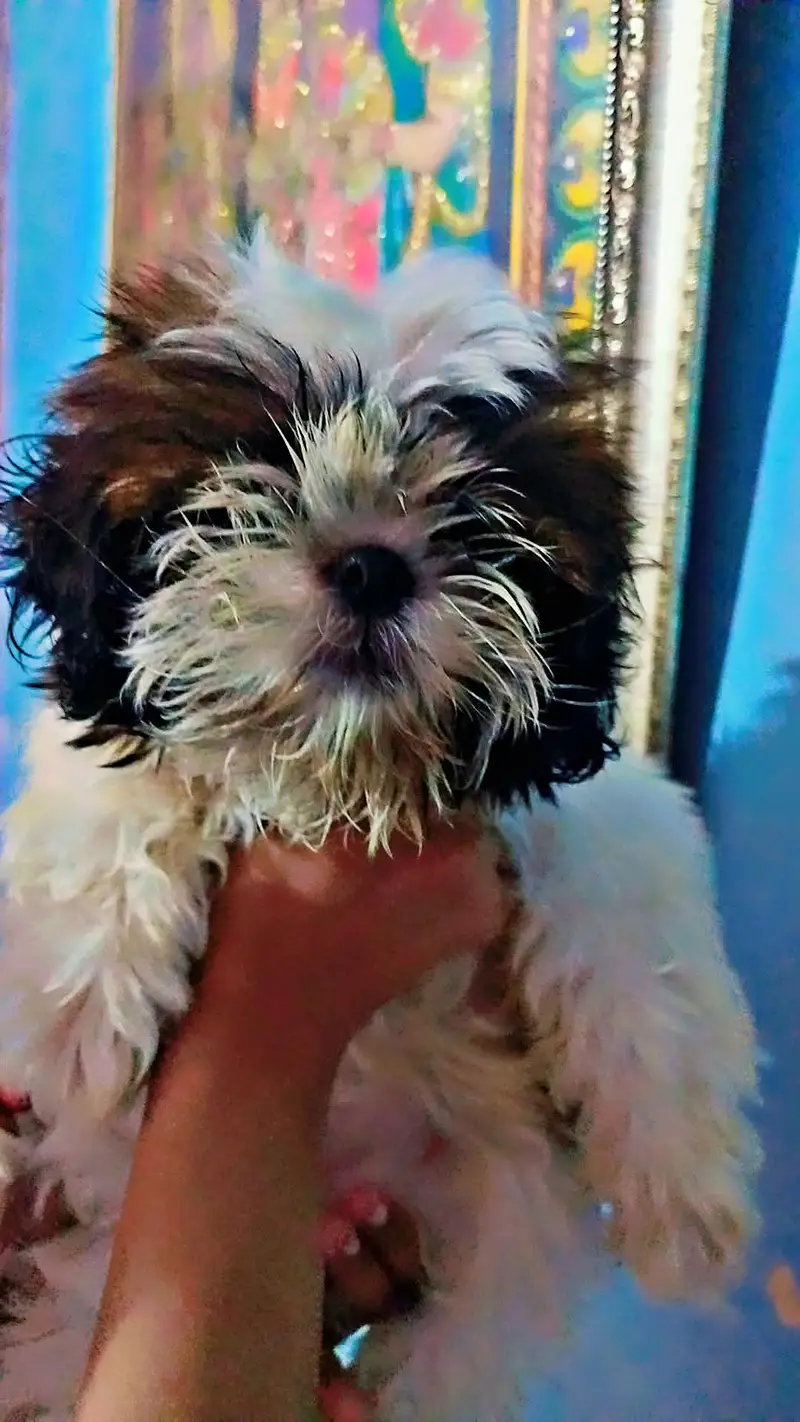 high breed puppy 45 thousand — photo 2