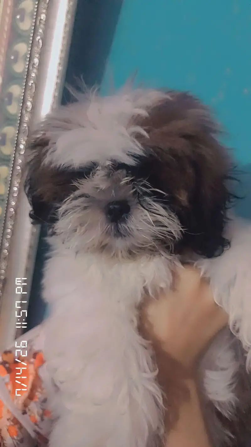 high breed puppy 45 thousand — photo 3