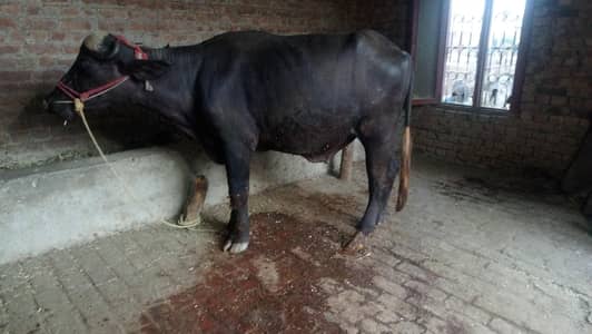 2 healthy janwar qurbani 2027 k liye
