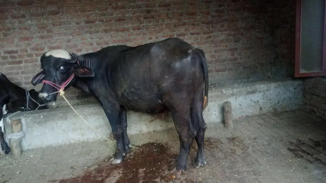 2 healthy janwar qurbani 2027 k liye — photo 2