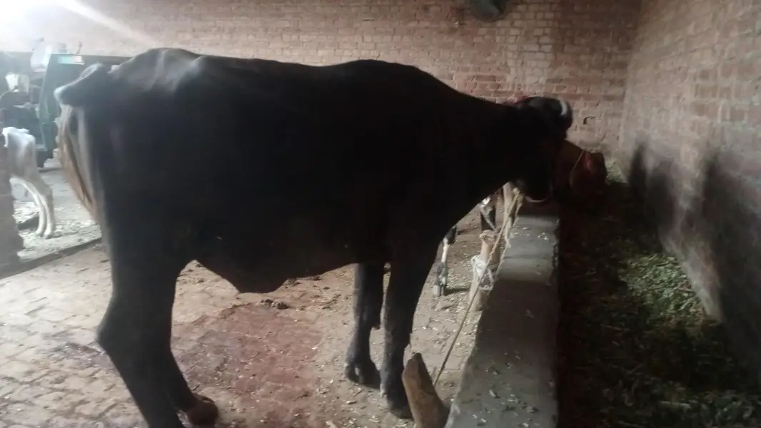 2 healthy janwar qurbani 2027 k liye — photo 3