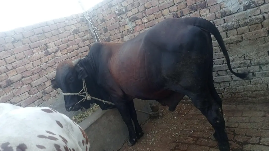 2 healthy janwar qurbani 2027 k liye — photo 4
