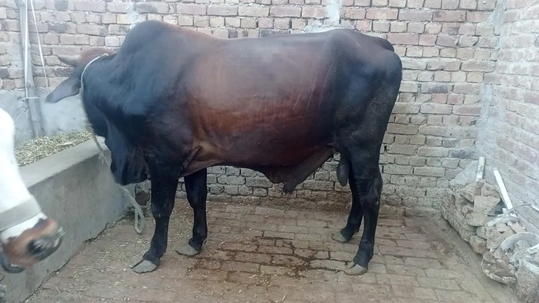 2 healthy janwar qurbani 2027 k liye — photo 5