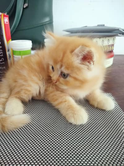 Persian Doll Face Kitten