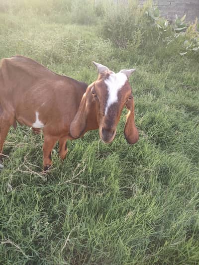 bakri for sale