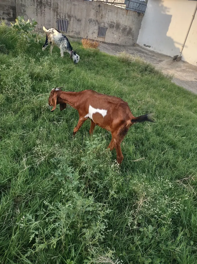 bakri for sale — photo 2