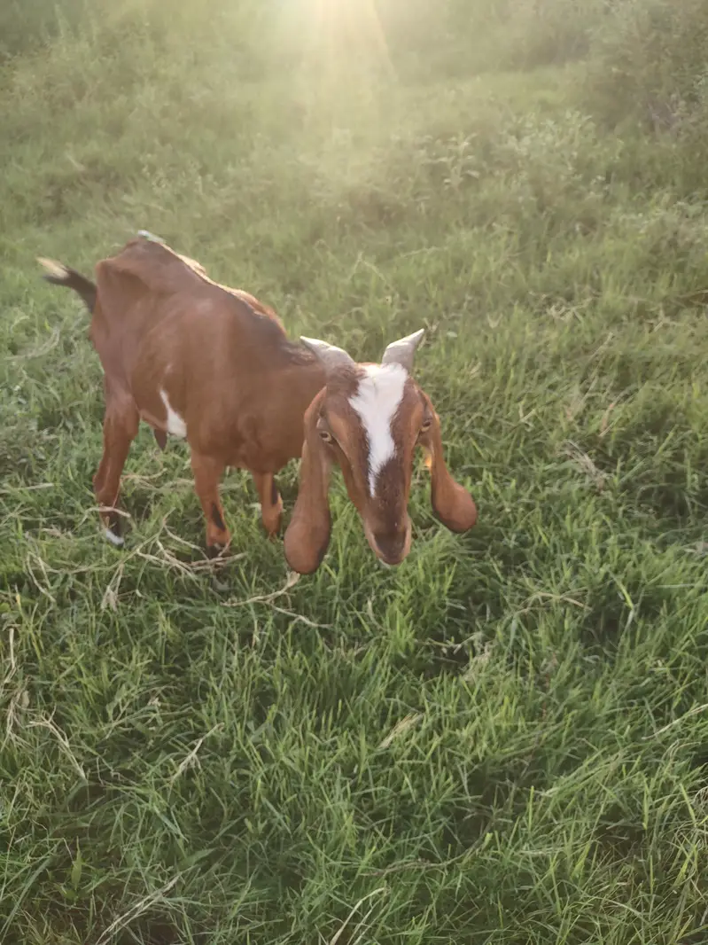 bakri for sale — photo 3