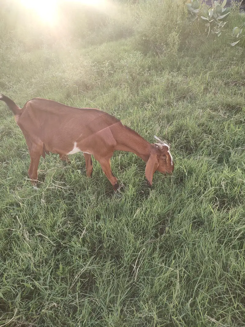 bakri for sale — photo 4