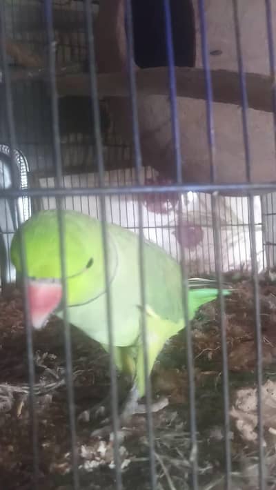 pair parrot