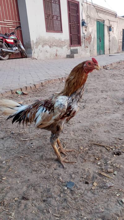 Pure Aseel Breeder Male