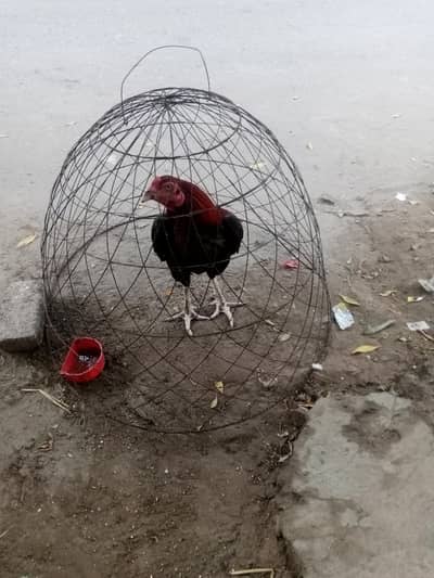 aseel morgy or morgiya