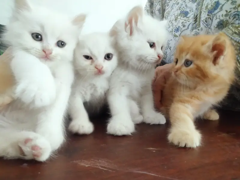 Persian Doll Face Kitten — photo 2