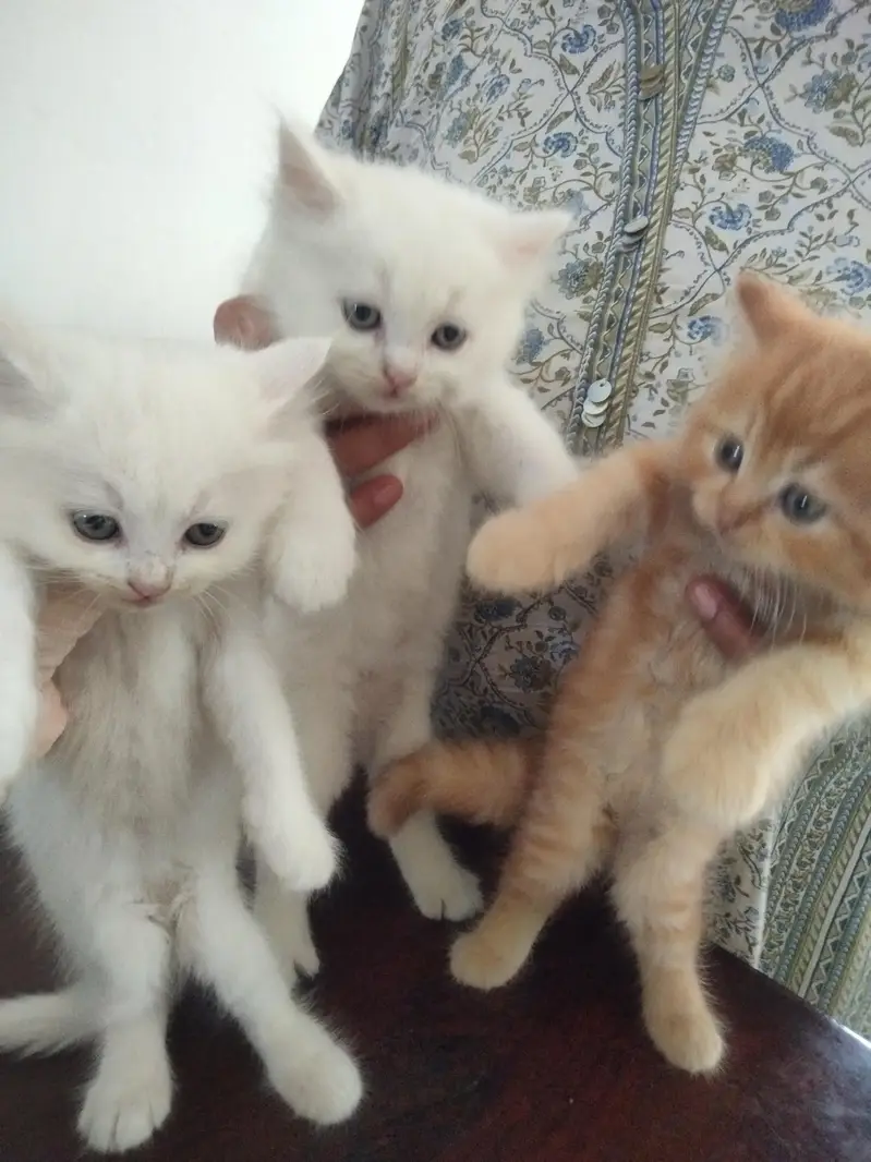 Persian Doll Face Kitten — photo 3