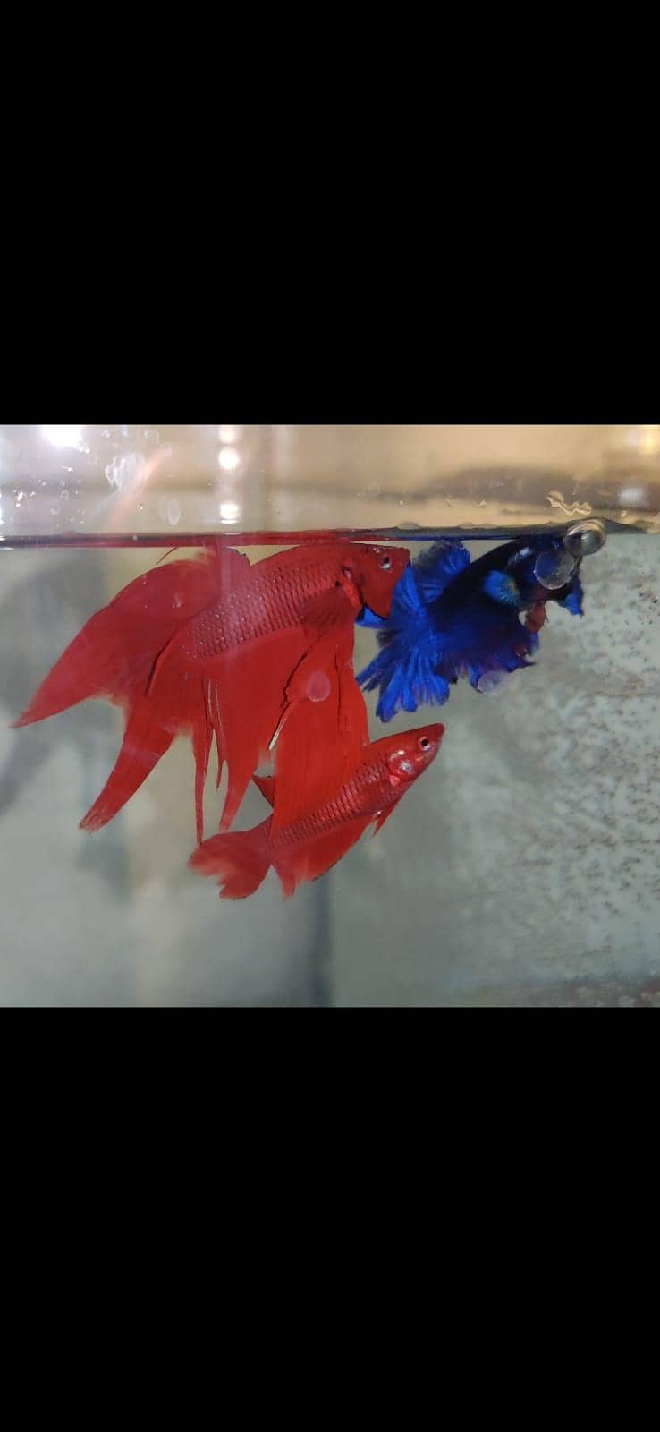 red betta 0