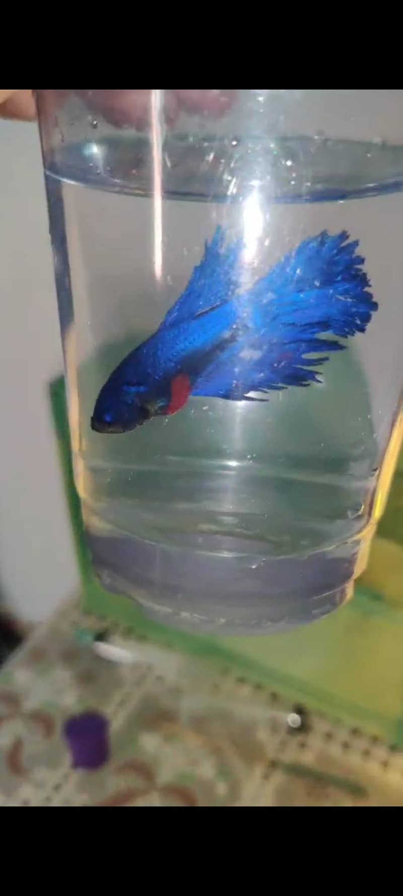 red betta 1