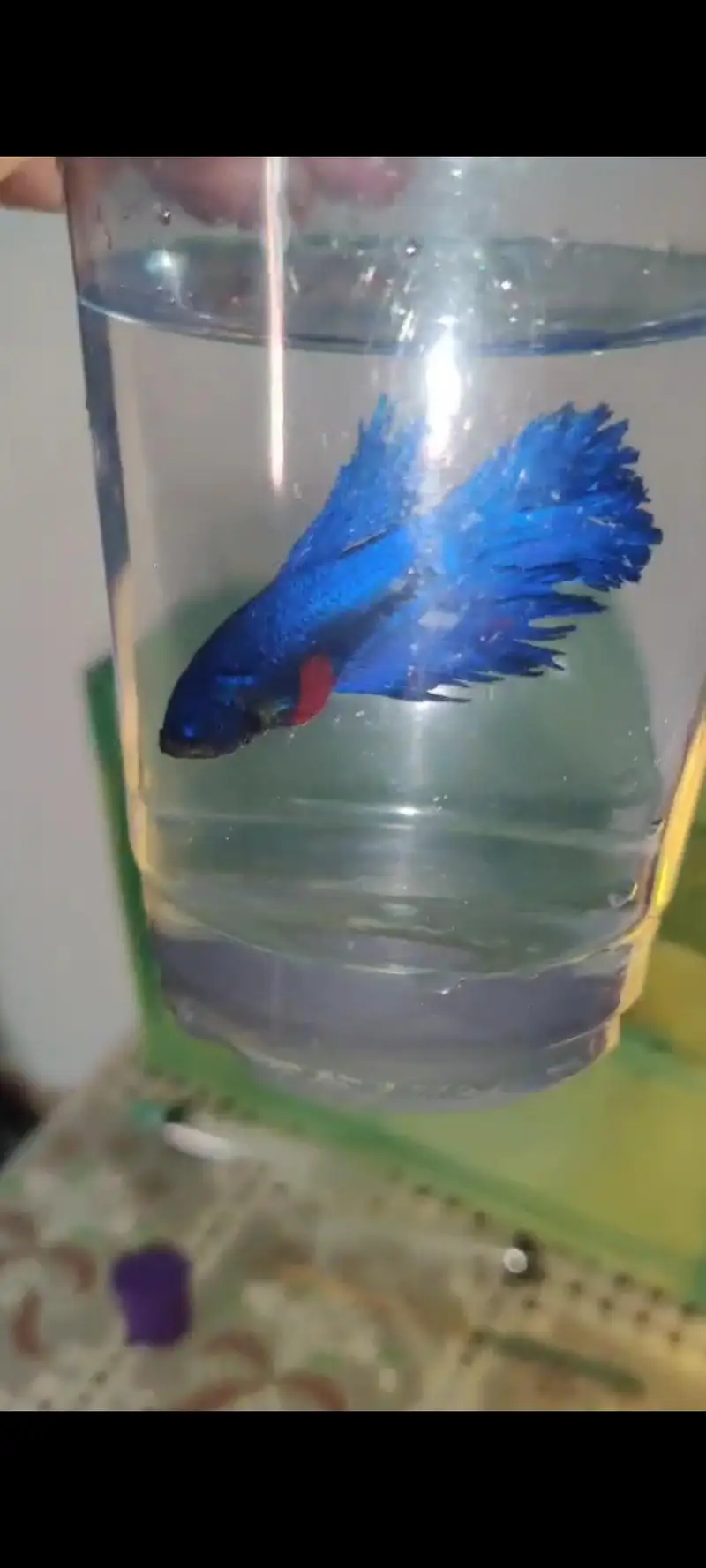 red betta — photo 2