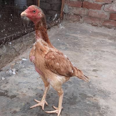 Aseel Murgiya For sale