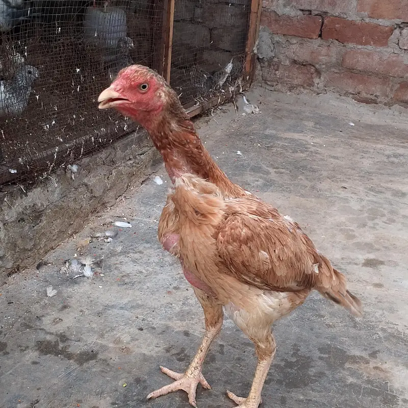 Aseel Murgiya For sale — photo 2