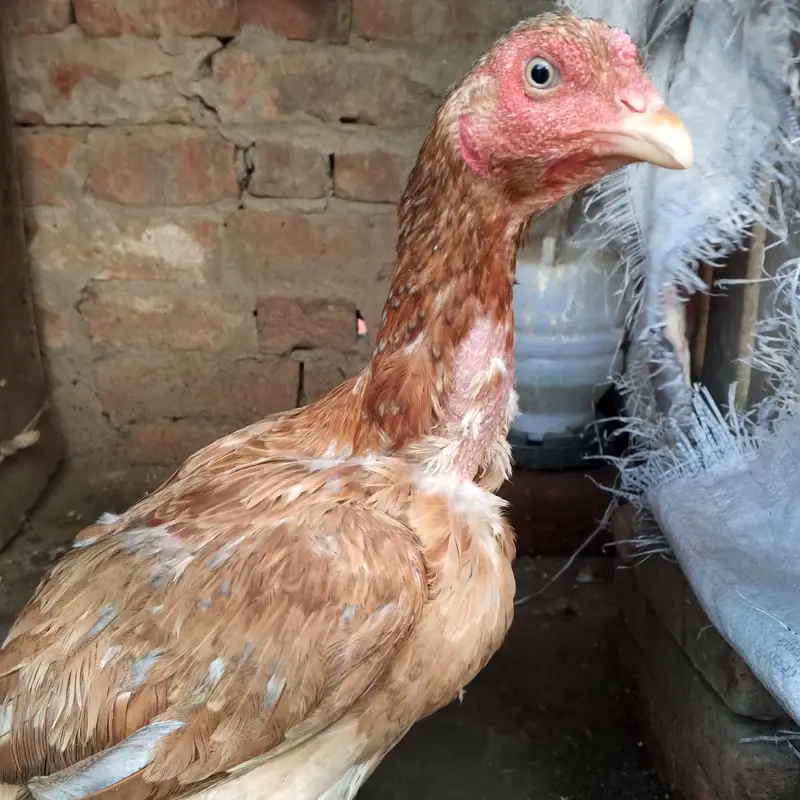 Aseel Murgiya For sale — photo 3