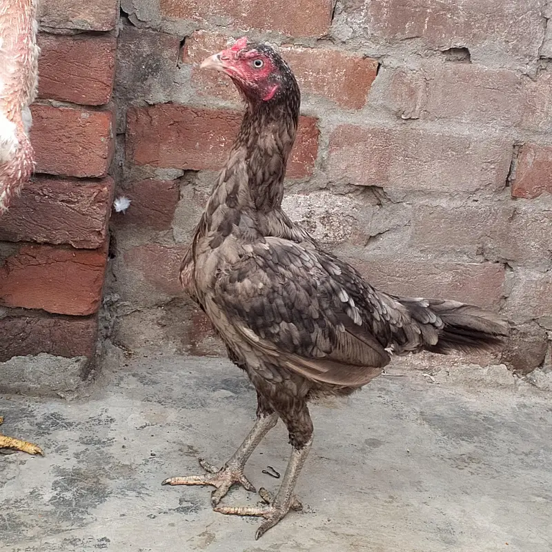 Aseel Murgiya For sale — photo 4