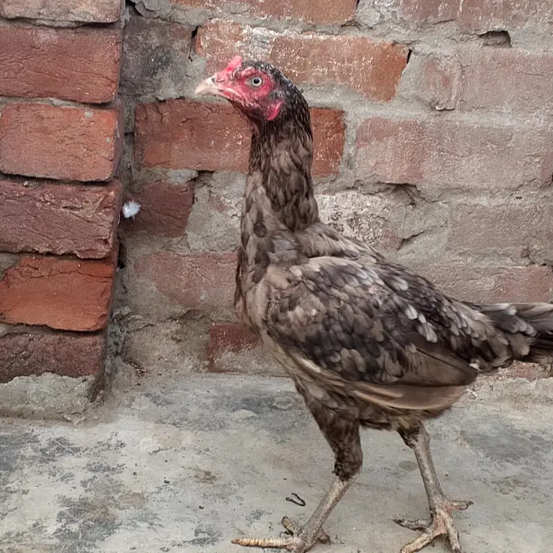 Aseel Murgiya For sale — photo 5