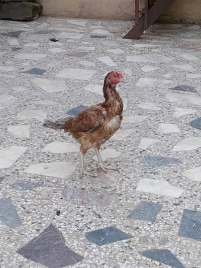 murgi