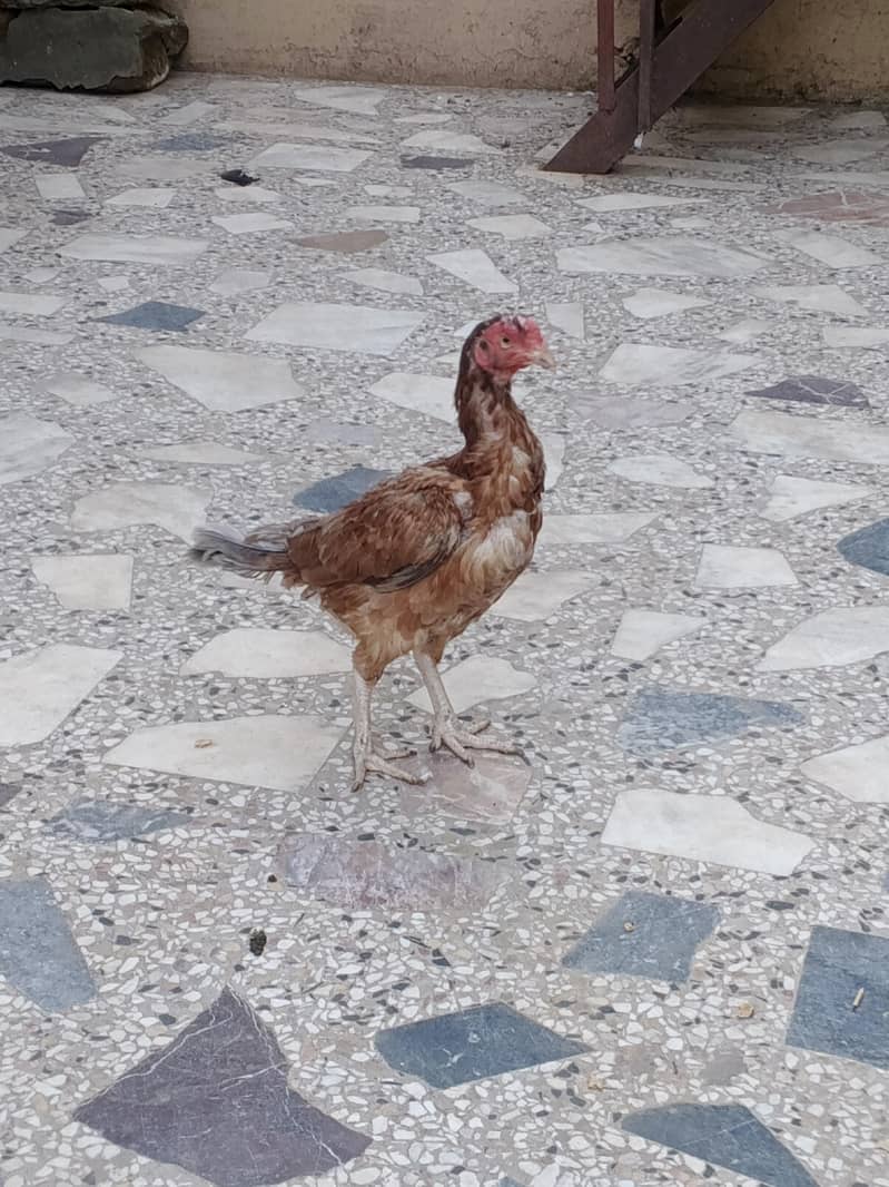 murgi 0