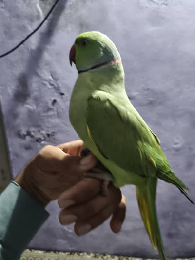parrot for sale hand time baty krta ha