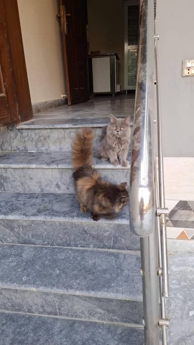 Persian triple coat kittens pair for sale (will be given as pair only)