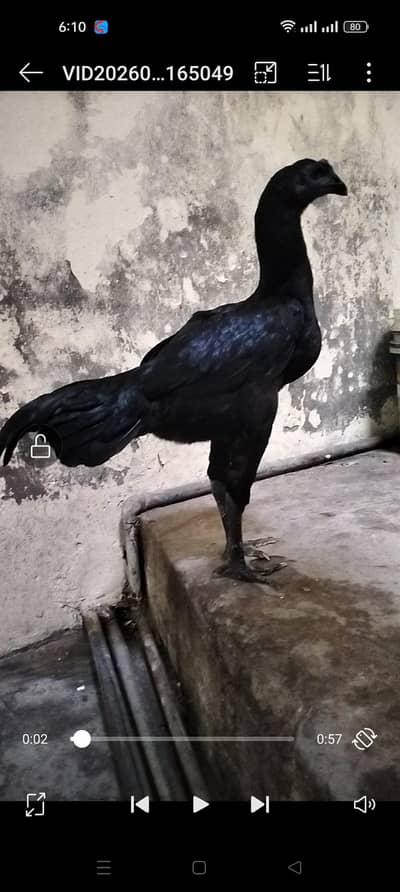 jet black color ka dragon patha