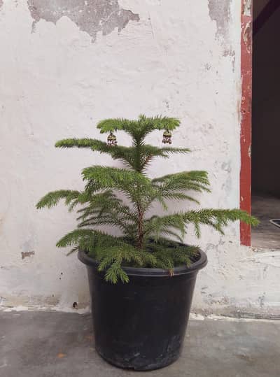 plant