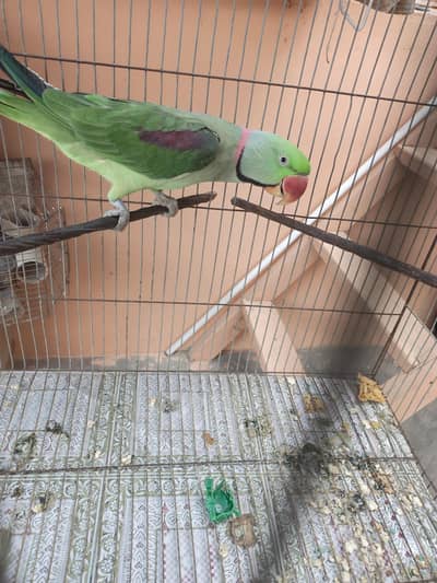 Ring neck Male